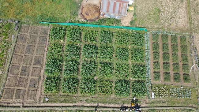 Aerial view of the experimental maize field