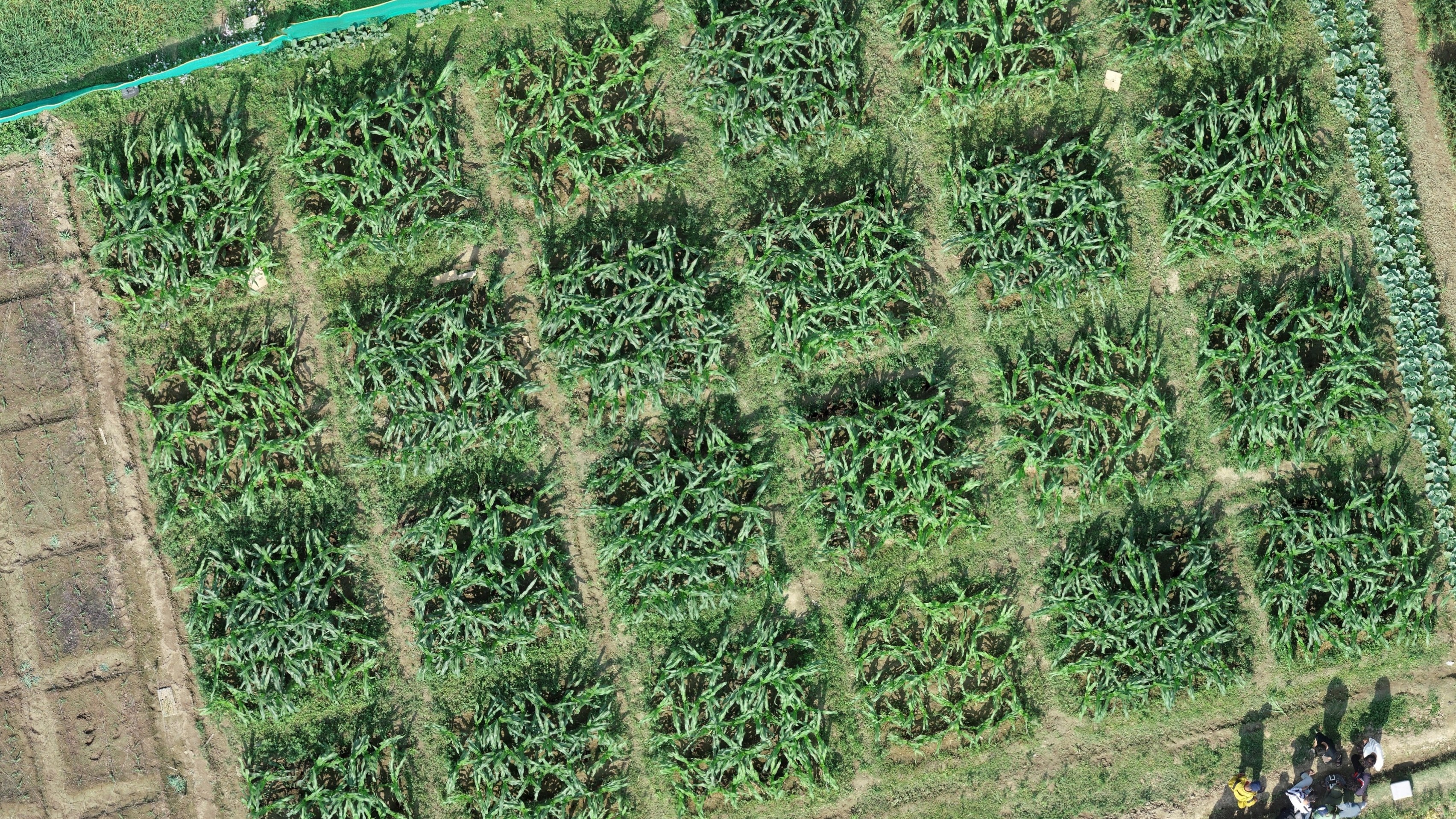 Aerial view of the experimental maize plots