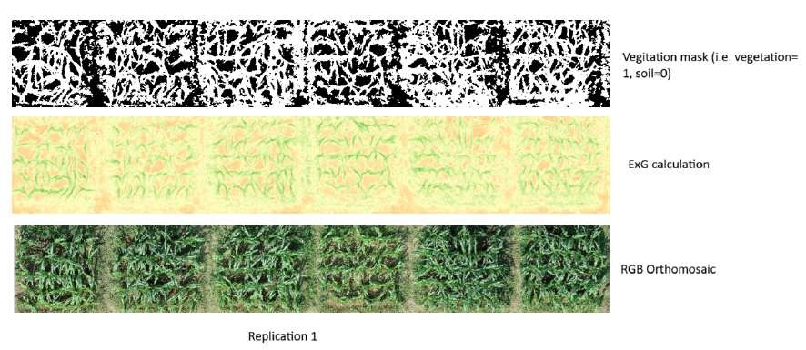 Masking steps: vegetation mask, ExG calculation and RGB orthomosaic