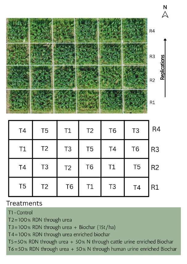 Randomized plot layout with treatments T1 to T6